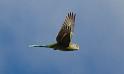 grass parrot